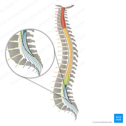 Coccygeal nerve (Nervus coccygeus); Image: Irina Münstermann