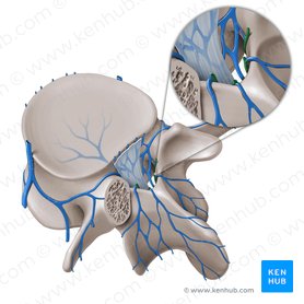 Plexus venosus vertebralis internus posterior (Inneres hinteres Wirbelvenengeflecht); Bild: Paul Kim