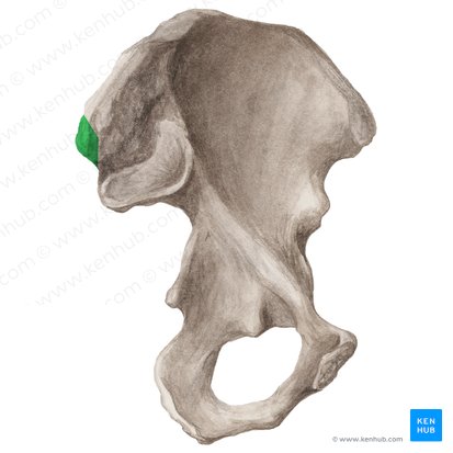 Spina iliaca posterior superior (Hinterer oberer Darmbeinstachel); Bild: Liene Znotina
