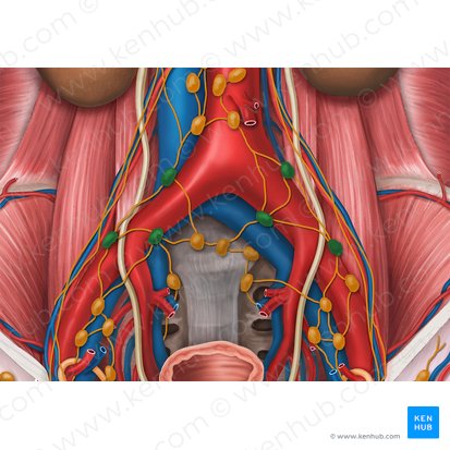 Nodi lymphoidei iliaci communes (Gemeinsame Beckenlymphknoten); Bild: Esther Gollan
