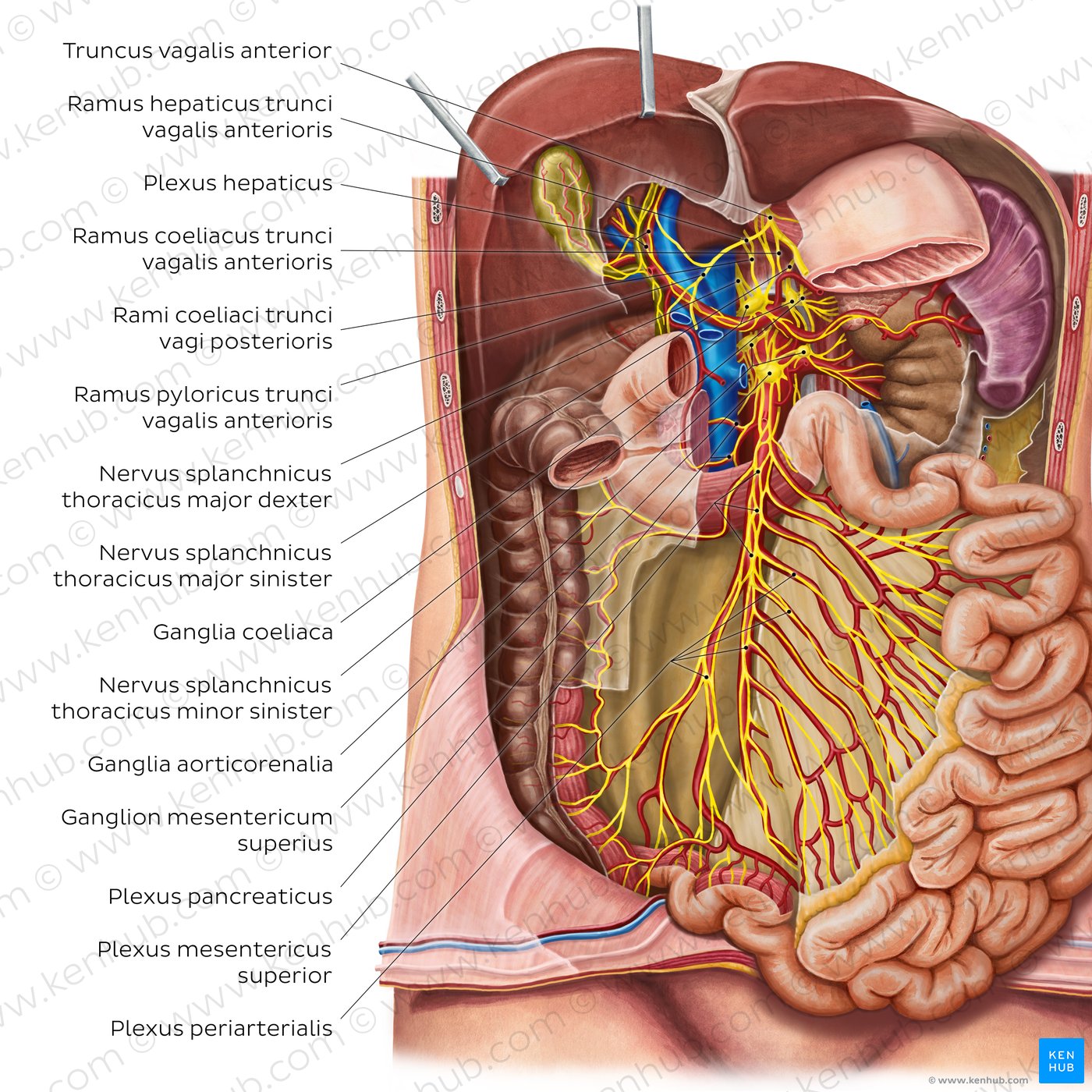 Innervation des Dünndarms