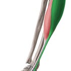 Musculus extensor carpi radialis longus