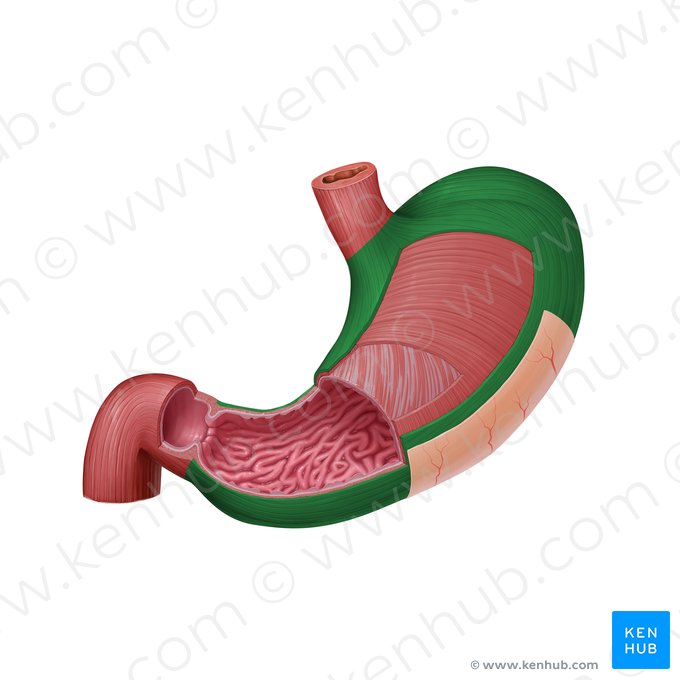 Longitudinal layer of muscular coat of stomach (Stratum longitudinale tunicae muscularis gastris); Image: Paul Kim