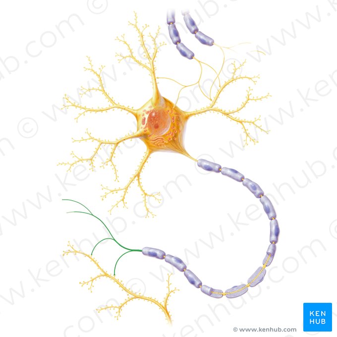 Arborisation terminale de l'axone (Teledendron axonis); Image : Paul Kim
