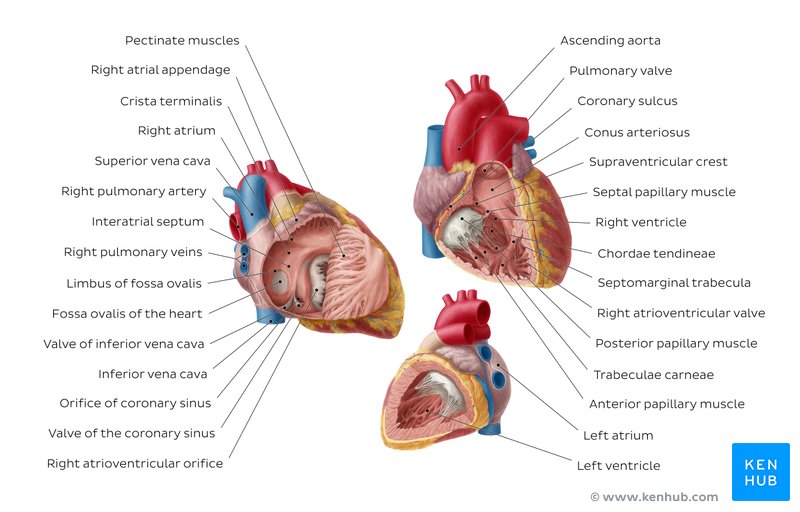 Anatomy of the right ventricle and right atrium