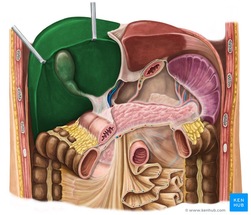 Right lobe of the liver - ventral view