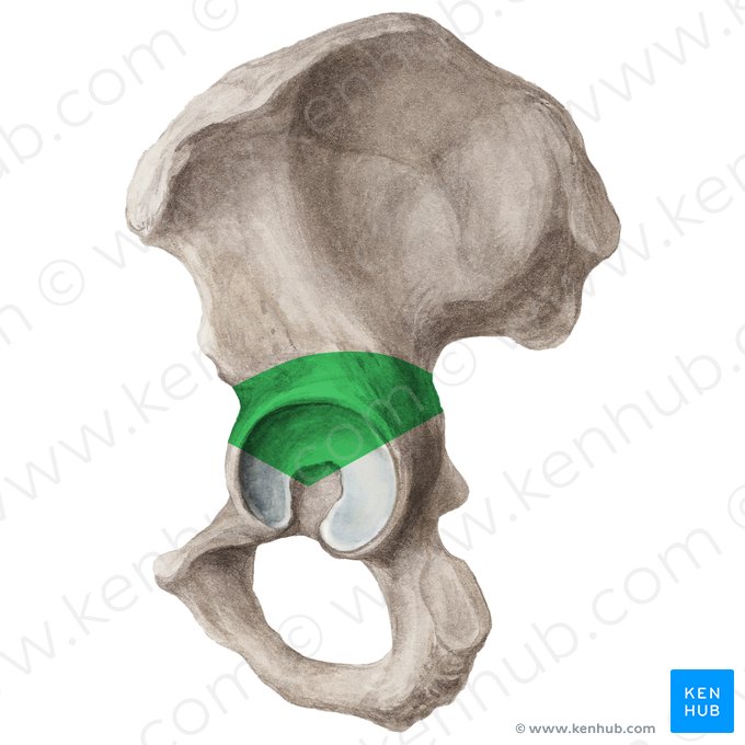 Body of ilium (Corpus ossis ilii); Image: Liene Znotina