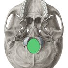 Foramen magnum