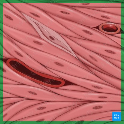 Músculo liso (Textus muscularis levis); Imagen: Tal Bavli Ziv