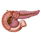 Pancreatic duct system