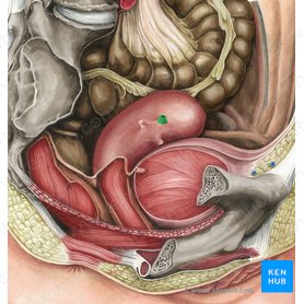 Tuba uterina; Imagem: Irina Münstermann