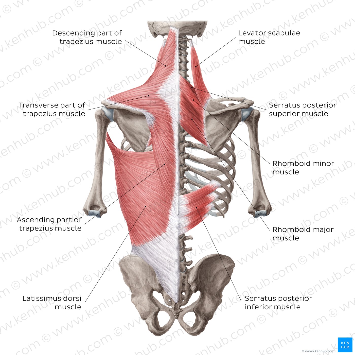 Superficial muscles of the back