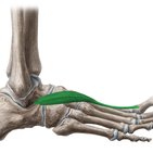 Extensor hallucis brevis muscle