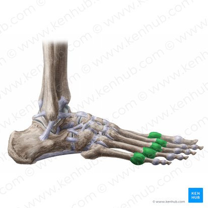 Capsulae articulationum metatarsophalangearum (Gelenkkapseln der Zehengrundgelenke); Bild: Paul Kim