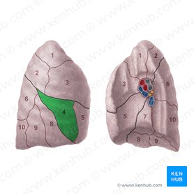 Segmento lateral do pulmão direito (Segmentum laterale pulmonis dextri); Imagem: Paul Kim