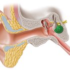 Cochlea (Hörschnecke)