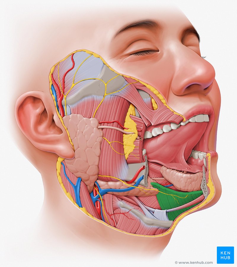 Mylohyoid muscle in situ