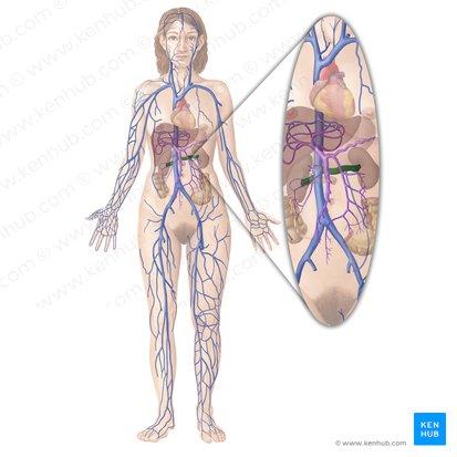 Veia renal (Vena renalis); Imagem: Begoña Rodriguez