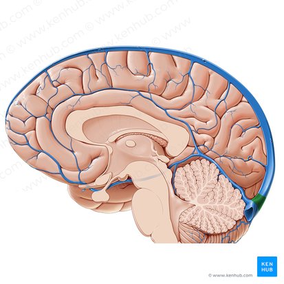 Confluence of sinuses (Confluens sinuum); Image: Paul Kim