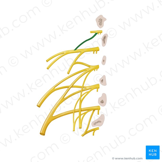 Ramo do nervo espinal de T12 para os nervos iliohipogástrico e ilioinguinal (Ramus iliohypogastricus nervi spinalis T12); Imagem: Begoña Rodriguez