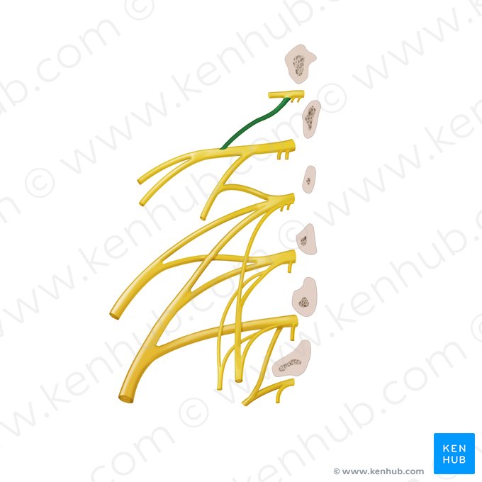 Rameau du nerf spinal T12 pour les nerfs iliohypogastriques et ilio-inguinaux (Ramus iliohypogastricus nervi spinalis T12); Image : Begoña Rodriguez