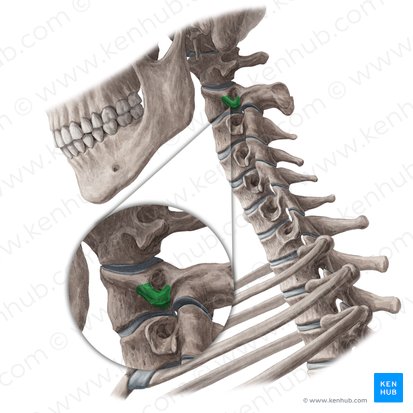 Transverse process of axis (Processus transversus axis); Image: Yousun Koh