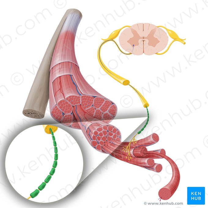 Bainha de mielina do neurônio motor (Stratum myelini motoneuri); Imagem: Paul Kim