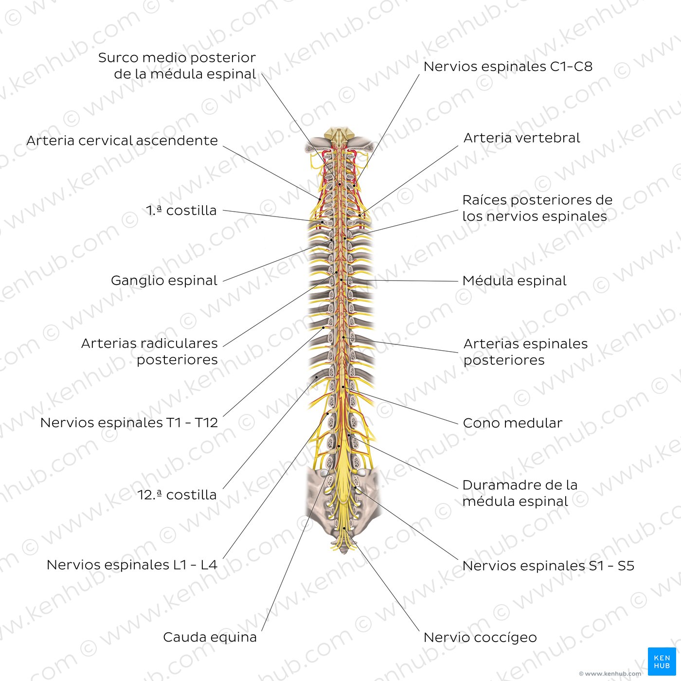 Estructura de la médula espinal