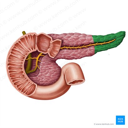 Cauda do pâncreas (Cauda pancreatis); Imagem: Irina Münstermann