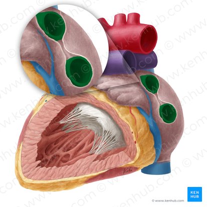 Left pulmonary veins (Venae pulmonales sinistrae); Image: Yousun Koh