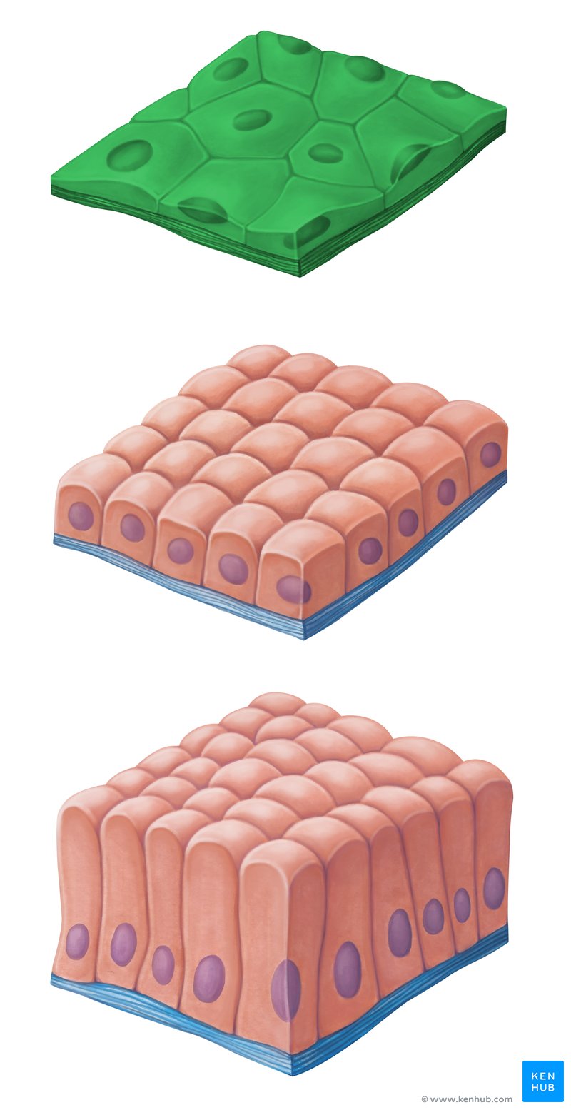 Squamous epithelium and basement membrane (simple squamous epithelium in green)