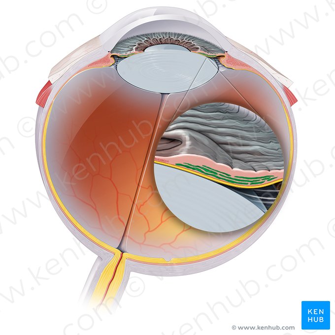 Músculo dilatador da pupila (Musculus dilatator pupillae iridis); Imagem: Paul Kim