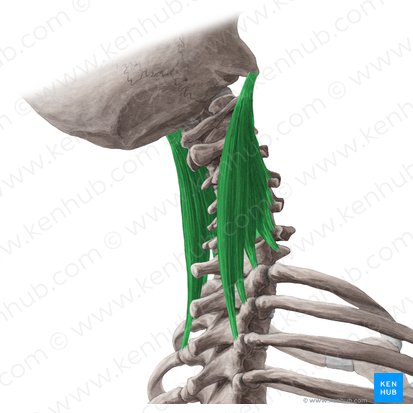 Musculus longissimus capitis (Kopfteil des langen Rückenmuskels); Bild: Yousun Koh