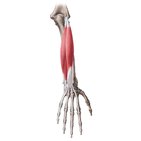 Superficial extensors of the forearm