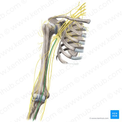 Nervo mediano (Nervus medianus); Imagem: Yousun Koh