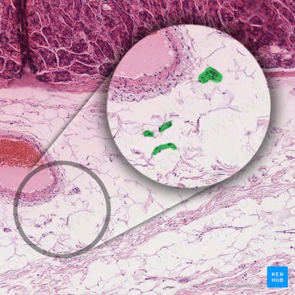 Plexo submucoso (de Meissner) (Plexus nervosus submucosus); Imagen: 