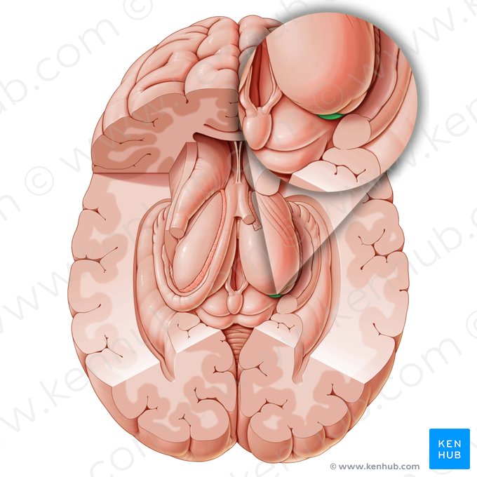 Corpo geniculado medial (Corpus geniculatum mediale); Imagem: Paul Kim