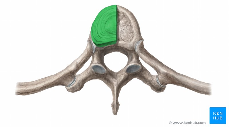 Thoracic vertebrae: Anatomy, function and definition | Kenhub