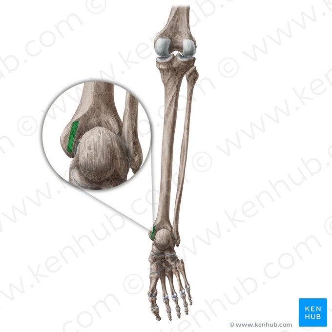 Sulco maleolar da tíbia (Sulcus malleolaris tibiae); Imagem: Liene Znotina