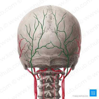 Arteria occipital (Arteria occipitalis); Imagen: Yousun Koh