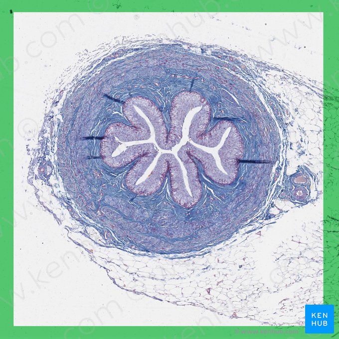 Ureter (Harnleiter); Bild: 