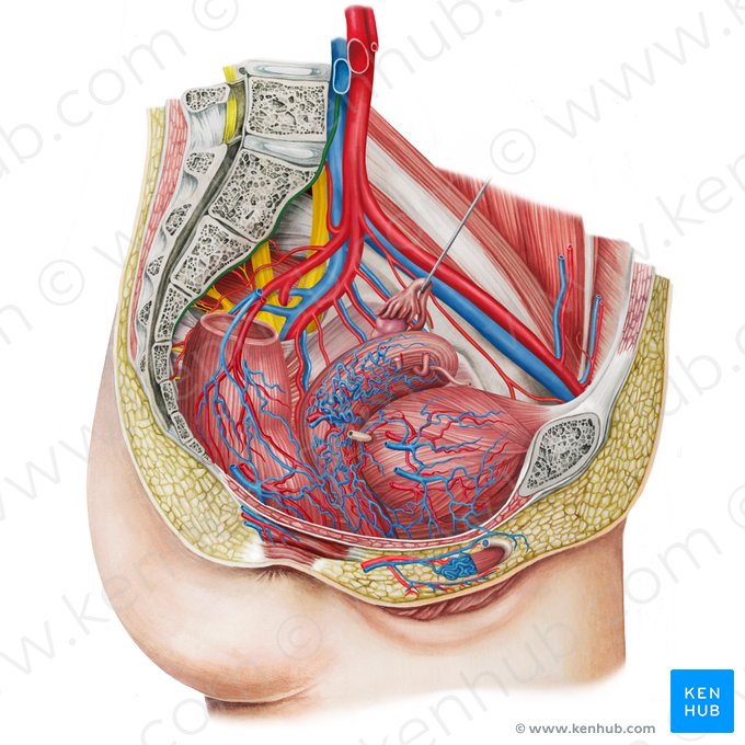 Artéria sacral mediana (Arteria sacralis mediana); Imagem: Irina Münstermann