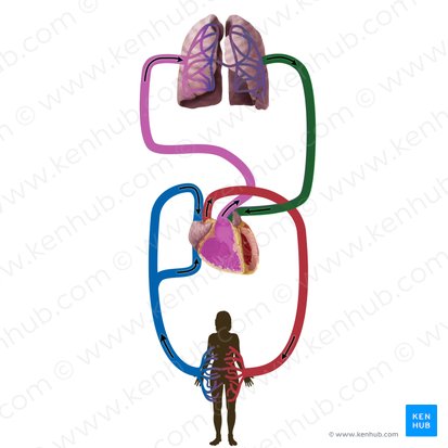Pulmonary veins (Venae pulmonales); Image: Begoña Rodriguez