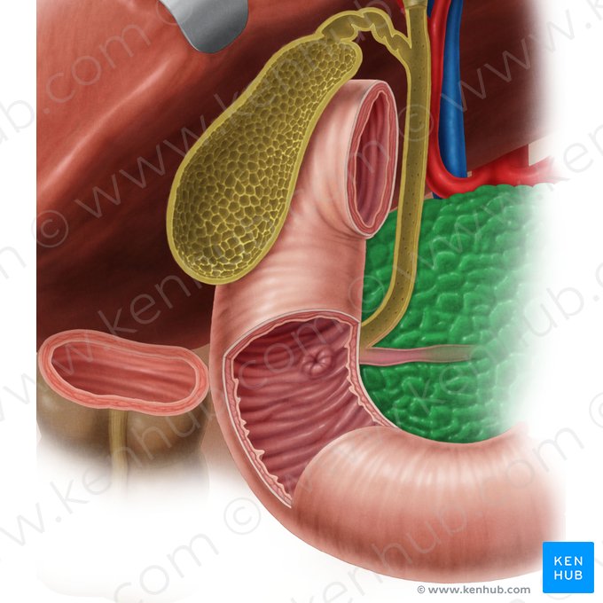 Pancréas (Pancreas); Image : Samantha Zimmerman