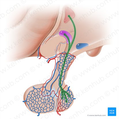 Trato hipotálamo-hipofisário (Tractus hypothalamohypophysialis); Imagem: Paul Kim