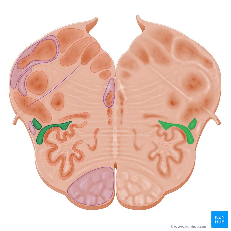 Spinothalamic tract