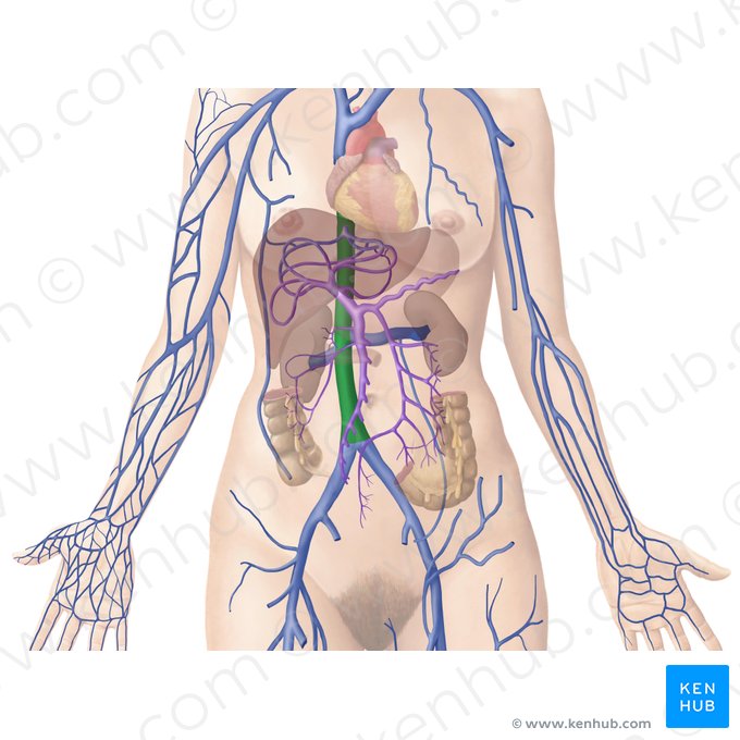 Veia cava inferior (Vena cava inferior); Imagem: Begoña Rodriguez