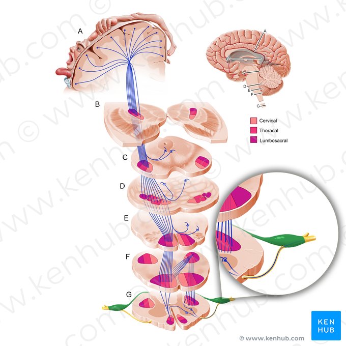 Radix posterior nervi spinalis (Hinterwurzel des Spinalnervs); Bild: Paul Kim