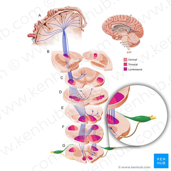 Raíz posterior del nervio espinal (Radix posterior nervi spinalis); Imagen: Paul Kim