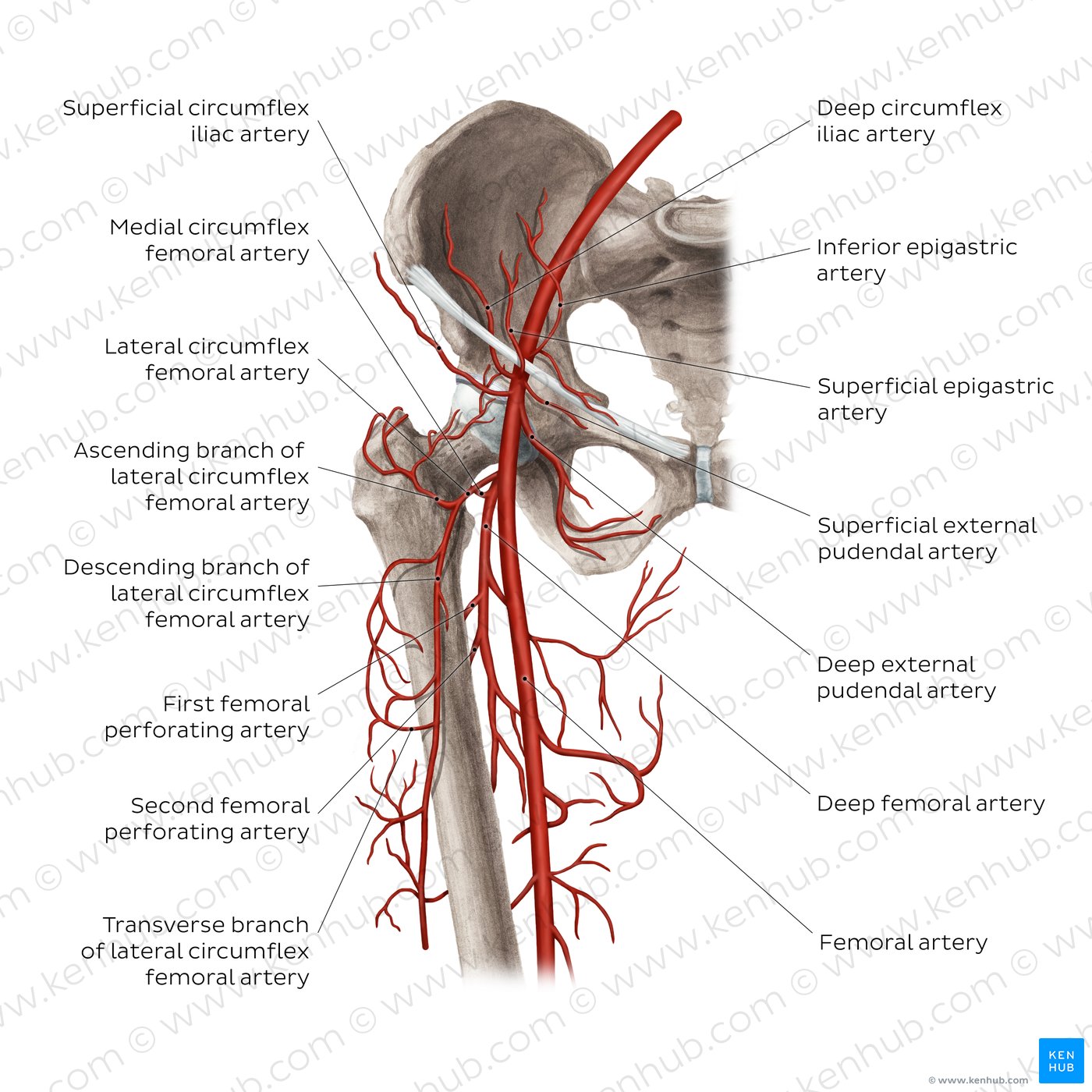 Branches of the femoral artery (diagram)